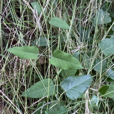 Araujia sericifera (Moth Plant) at Turner, ACT - 1 Jan 2022 by NedJohnston