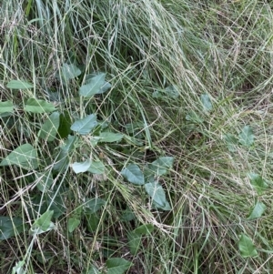 Araujia sericifera at Turner, ACT - 1 Jan 2022 07:04 PM