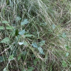 Araujia sericifera at Turner, ACT - 1 Jan 2022