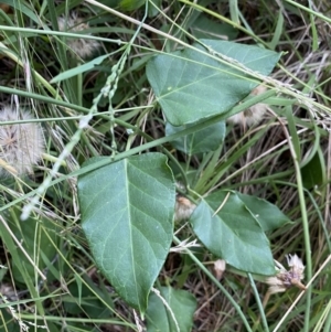 Araujia sericifera at Turner, ACT - 1 Jan 2022 07:04 PM