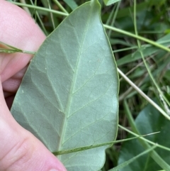 Araujia sericifera at Turner, ACT - 1 Jan 2022 07:04 PM