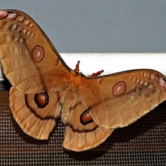 Opodiphthera eucalypti (Emperor Gum Moth) at Crooked Corner, NSW - 2 Jan 2022 by Milly