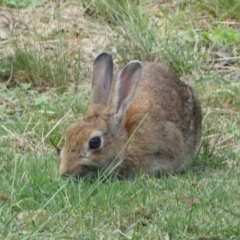 Oryctolagus cuniculus (European Rabbit) at Parkes, ACT - 19 Jan 2022 by SteveBorkowskis