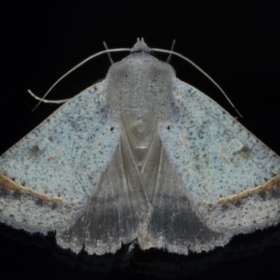 Pantydia capistrata (An Erebid moth) at Ainslie, ACT - 17 Jan 2022 by jbromilow50