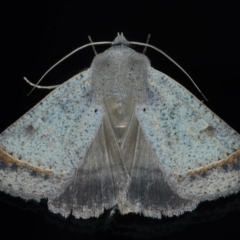 Pantydia capistrata (An Erebid moth) at Ainslie, ACT - 17 Jan 2022 by jbromilow50