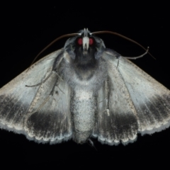 Pantydia capistrata at Ainslie, ACT - 17 Jan 2022 09:37 PM