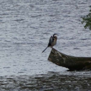 Anhinga novaehollandiae at Parkes, ACT - 19 Jan 2022 05:59 PM