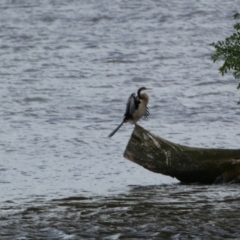 Anhinga novaehollandiae at Parkes, ACT - 19 Jan 2022 05:59 PM