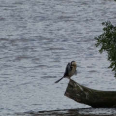 Anhinga novaehollandiae at Parkes, ACT - 19 Jan 2022 05:59 PM