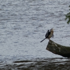 Anhinga novaehollandiae at Parkes, ACT - 19 Jan 2022 05:59 PM