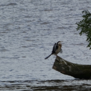 Anhinga novaehollandiae at Parkes, ACT - 19 Jan 2022 05:59 PM