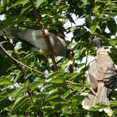 Manorina melanocephala (Noisy Miner) at Russell, ACT - 19 Jan 2022 by SteveBorkowskis