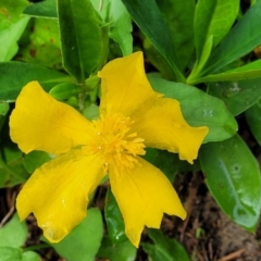 Hibbertia scandens (Climbing Guinea Flower) at Berry, NSW - 19 Jan 2022 by trevorpreston