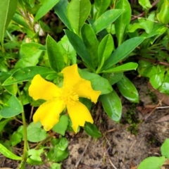 Hibbertia scandens at Berry, NSW - 19 Jan 2022