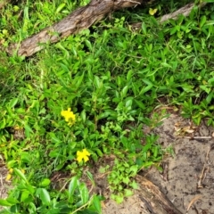 Hibbertia scandens at Berry, NSW - 19 Jan 2022