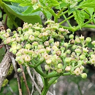 Cayratia clematidea (Slender Grape) at Berry, NSW - 19 Jan 2022 by trevorpreston