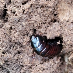Unidentified Cockroach (Blattodea, several families) (TBC) at Berry, NSW - 19 Jan 2022 by tpreston