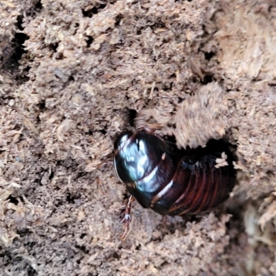 Panesthia australis (Common wood cockroach) at Berry, NSW - 19 Jan 2022 by trevorpreston