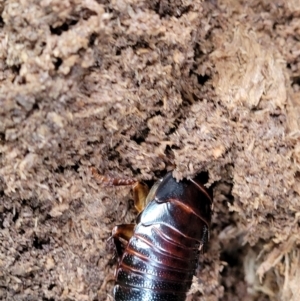 Panesthia australis at Berry, NSW - 19 Jan 2022