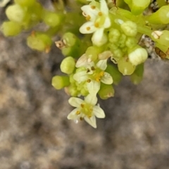 Hydrocotyle bonariensis (Pennywort) at Berry, NSW - 19 Jan 2022 by trevorpreston