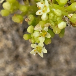 Hydrocotyle bonariensis at Berry, NSW - 19 Jan 2022 05:36 PM