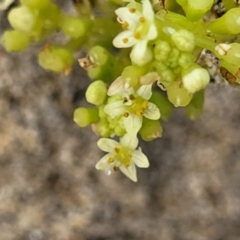 Hydrocotyle bonariensis (Pennywort) at Berry, NSW - 19 Jan 2022 by tpreston