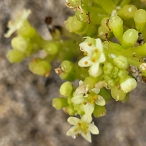 Hydrocotyle bonariensis at Berry, NSW - 19 Jan 2022 05:36 PM