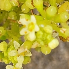 Hydrocotyle bonariensis at Berry, NSW - 19 Jan 2022