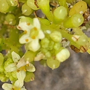 Hydrocotyle bonariensis at Berry, NSW - 19 Jan 2022 05:36 PM