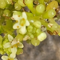 Hydrocotyle bonariensis at Berry, NSW - 19 Jan 2022