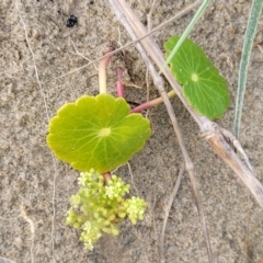 Hydrocotyle bonariensis at Berry, NSW - 19 Jan 2022 05:36 PM
