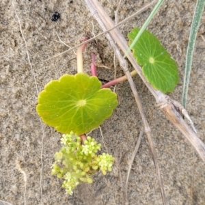 Hydrocotyle bonariensis at Berry, NSW - 19 Jan 2022