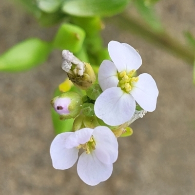 Cakile maritima (Sea Rocket) at Berry, NSW - 19 Jan 2022 by tpreston