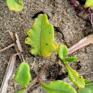 Cakile maritima at Berry, NSW - 19 Jan 2022