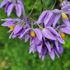 Solanum seaforthianum (Brazilian Nightshade) at Seven Mile Beach National Park - 19 Jan 2022 by tpreston