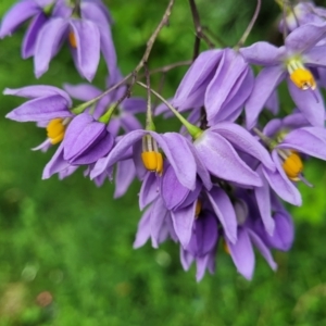 Solanum seaforthianum at Berry, NSW - 19 Jan 2022