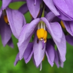 Solanum seaforthianum at Berry, NSW - 19 Jan 2022