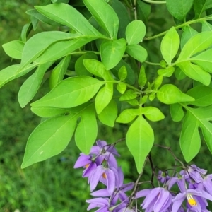 Solanum seaforthianum at Berry, NSW - 19 Jan 2022