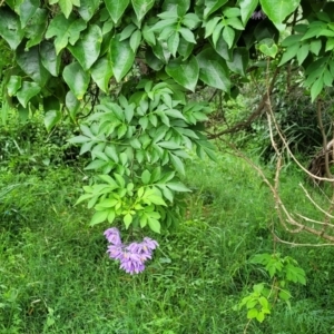 Solanum seaforthianum at Berry, NSW - 19 Jan 2022