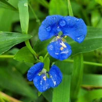 Commelina cyanea (Scurvy Weed) at Seven Mile Beach National Park - 19 Jan 2022 by tpreston