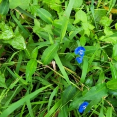 Commelina cyanea at Berry, NSW - 19 Jan 2022