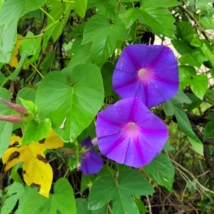 Ipomoea indica at Berry, NSW - 19 Jan 2022 05:17 PM