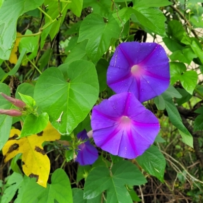 Ipomoea indica (Purple Morning Glory) at Berry, NSW - 19 Jan 2022 by tpreston