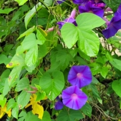 Ipomoea indica at Berry, NSW - 19 Jan 2022 05:17 PM