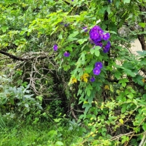 Ipomoea indica at Berry, NSW - 19 Jan 2022 05:17 PM