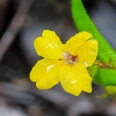 Goodenia heterophylla subsp. montana (Variable Goodenia) at Wingecarribee Local Government Area - 19 Jan 2022 by tpreston