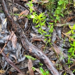 Goodenia heterophylla subsp. montana at Bundanoon, NSW - 19 Jan 2022