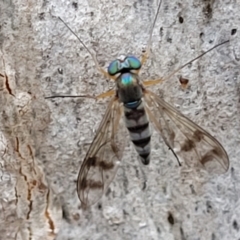 Heteropsilopus sp. (genus) (A long legged fly) at Bundanoon, NSW - 19 Jan 2022 by trevorpreston