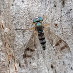 Heteropsilopus sp. (genus) (A long legged fly) at Morton National Park - 19 Jan 2022 by tpreston
