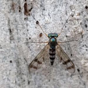 Heteropsilopus sp. (genus) at Bundanoon, NSW - 19 Jan 2022